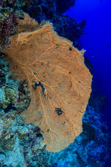Coral Reef at the Red Sea, Egypt