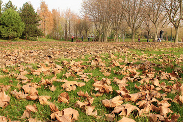Spring and yellow leafs