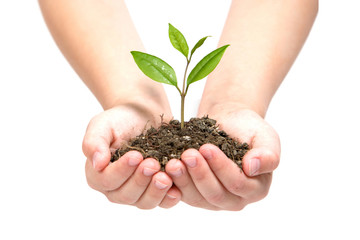 plant in hands isolated on white background