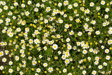Thousands of daisy