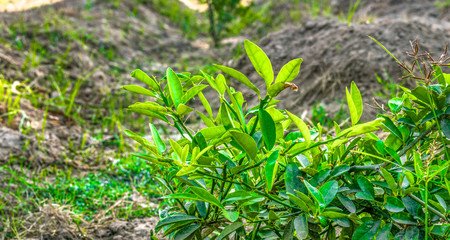 fresh and healthy growing green leaves