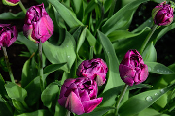 tulips in the garden