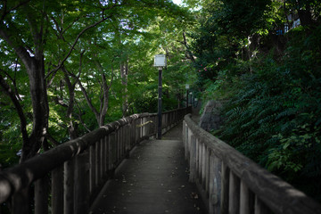森林の中にかけられた橋　遊歩道