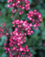 pink flowers in the garden