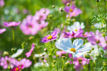 コスモス　cosmos