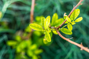 fresh and healthy growing green leaves