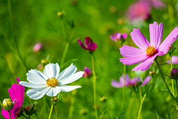 Fototapeta premium コスモス cosmos