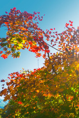 Maple leaf autumn landscape of forest park