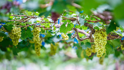 White , green grapes hanging on a bush  vine in the vineyard