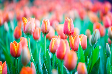 Colorful fresh tulips in the indoor flower garden with water drops