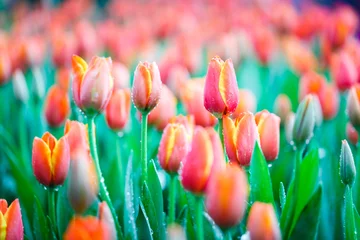 Gordijnen Colorful fresh tulips in the indoor flower garden with water drops © nutt