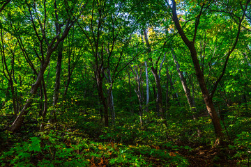 Autumn landscape of natural forest at dusk in forest park