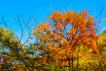 Maple leaf autumn landscape of forest park