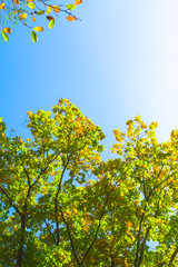 Maple leaf autumn landscape of forest park