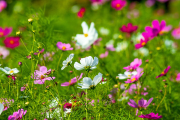 コスモス　cosmos