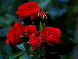 Red roses