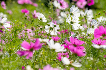 Obraz premium コスモス cosmos