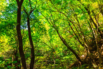 Autumn landscape of natural forest at dusk in forest park