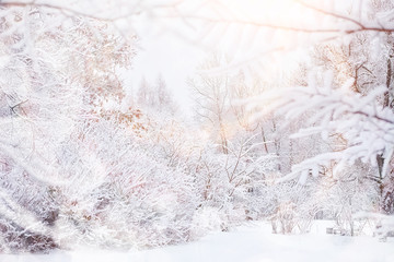 Winter landscape. Forest under the snow. Winter in the park.