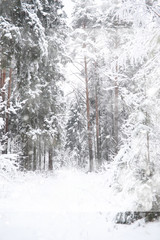Winter landscape. Forest under the snow. Winter in the park.