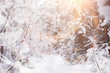 Winter landscape. Forest under the snow. Winter in the park.