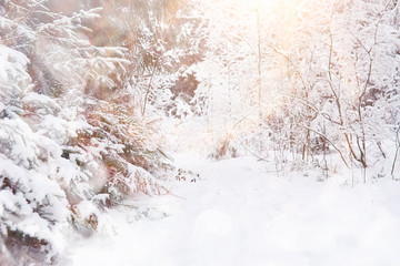 Winter landscape. Forest under the snow. Winter in the park.