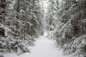 Winter landscape. Forest under the snow. Winter in the park.