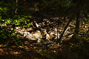 Forest park maple autumn dusk light