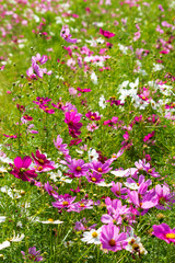Fototapeta premium コスモス cosmos