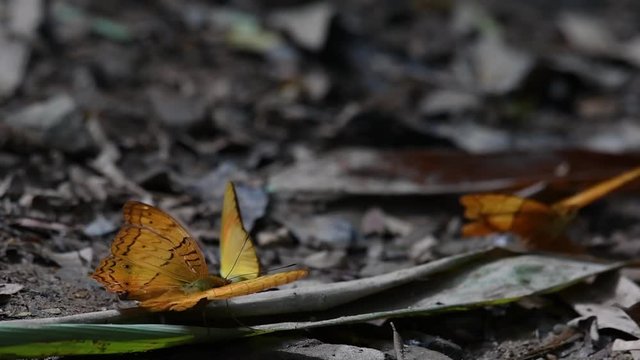 Common Yeoman, Cirrochroa tyche Mithila, with a broken right wing as it flaps its wings up and down, two other butterflies at the background, in Kaeng Krachan National Park, slow motion.
