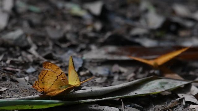 Common Yeoman, Cirrochroa tyche Mithila, with a broken right wing as it flaps its wings up and down, two other butterflies at the background, in Kaeng Krachan National Park, slow motion.