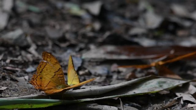 Common Yeoman, Cirrochroa tyche Mithila, flapping its wings up and down with its broken right wing and takes off, in Kaeng Krachan National Park.