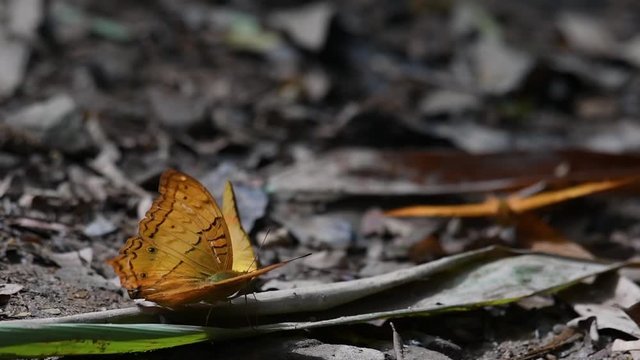 Common Yeoman, Cirrochroa tyche Mithila, with a broken right wing as it flaps its wings up and down, two other butterflies at the background, in Kaeng Krachan National Park.