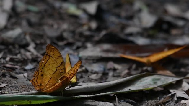 Common Yeoman, Cirrochroa tyche Mithila, rapidly shaking its wings up and down with its broken right wing and taking off, in Kaeng Krachan National Park.