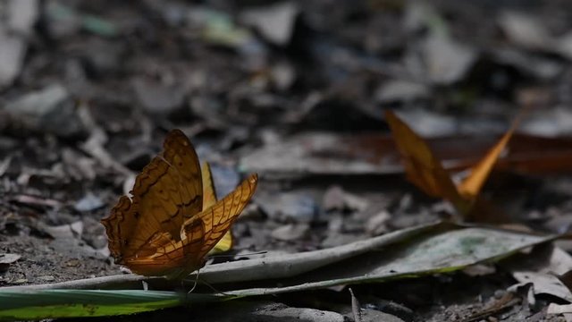 Common Yeoman, Cirrochroa tyche Mithila, with a broken right wing as it flaps its wings up and down, two other butterflies at the background, in Kaeng Krachan National Park, slow motion.