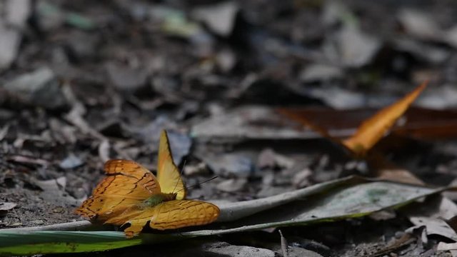 Common Yeoman, Cirrochroa tyche Mithila, with a broken right wing as it flaps its wings up and down, two other butterflies at the background, in Kaeng Krachan National Park.