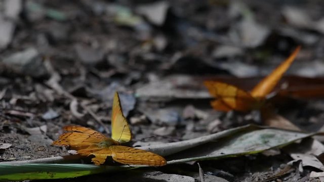 Common Yeoman, Cirrochroa tyche Mithila, with a broken right wing as it flaps its wings up and down, two other butterflies at the background, in Kaeng Krachan National Park, slow motion.