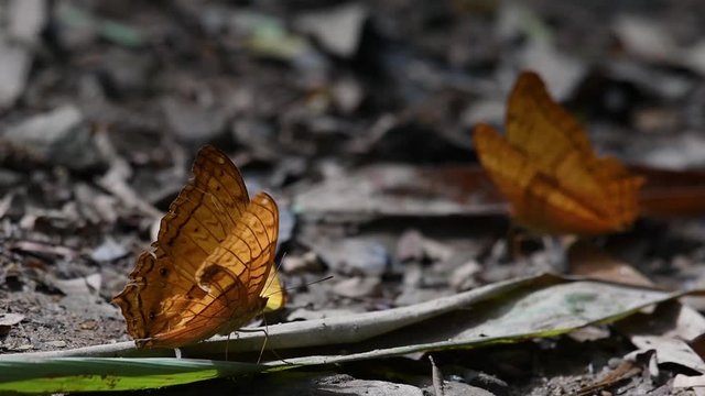 Cirrochroa tyche Mithila, with a broken right wing as it flaps its wings up and down, two other butterflies at the background, in Kaeng Krachan National Park, slow motion.