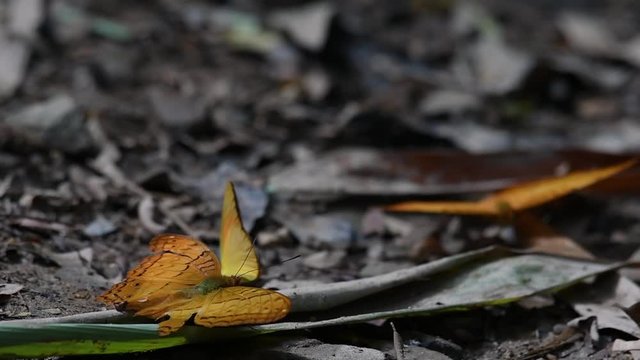 Common Yeoman, Cirrochroa tyche Mithila, with a broken right wing as it flaps its wings up and down, two other butterflies at the background, in Kaeng Krachan National Park, slow motion.