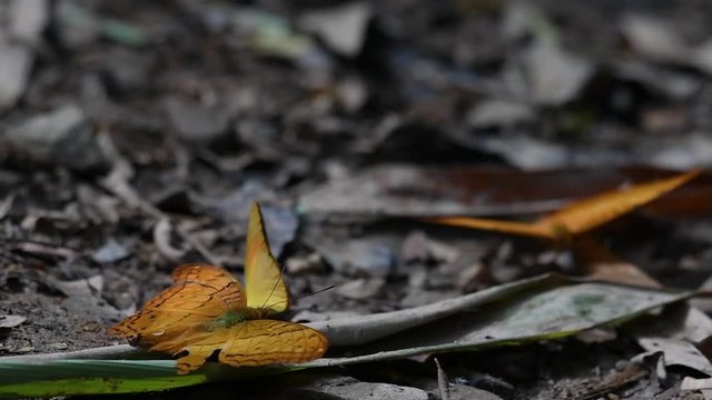 Common Yeoman, Cirrochroa tyche Mithila, rapidly shaking its wings up and down with its broken right wing, in Kaeng Krachan National Park, slow motion.