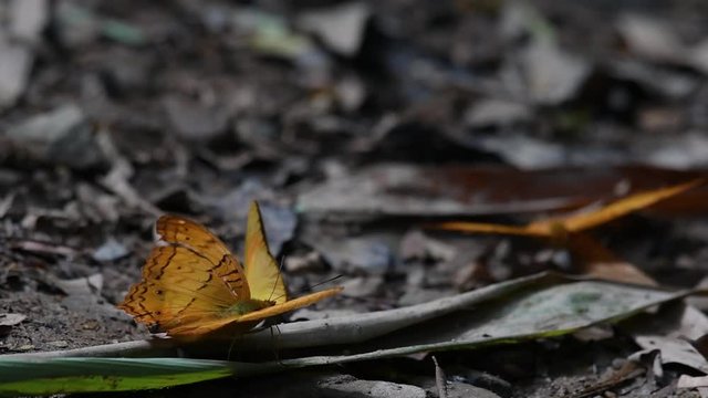 Cirrochroa tyche Mithila, flapping its wings up and down with its broken right wing and takes off, in Kaeng Krachan National Park, in slow motion.