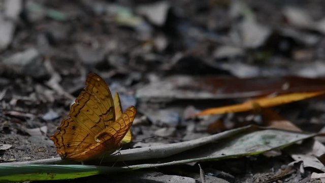 Cirrochroa tyche Mithila, rapidly shaking its wings up and down with its broken right wing, in Kaeng Krachan National Park, slow motion.