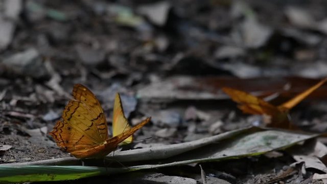 Common Yeoman, Cirrochroa tyche Mithila, flapping its wings up and down with its broken right wing and takes off, in Kaeng Krachan National Park.