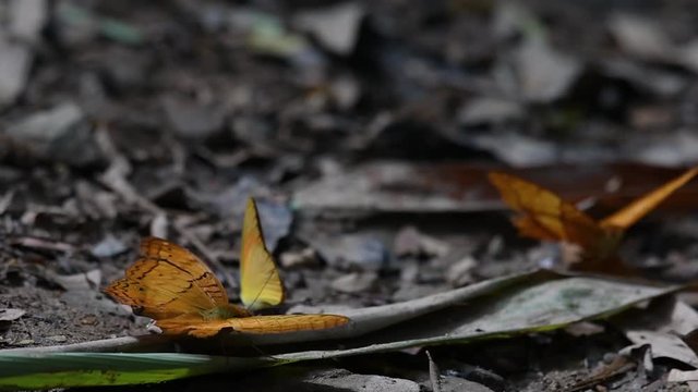 Common Yeoman, Cirrochroa tyche Mithila, with a broken right wing as it flaps its wings up and down, two other butterflies at the background, in Kaeng Krachan National Park.