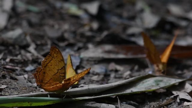 Cirrochroa tyche Mithila, flapping its wings up and down with its broken right wing and takes off, in Kaeng Krachan National Park, in slow motion.