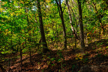Autumn landscape of natural forest at dusk in forest park