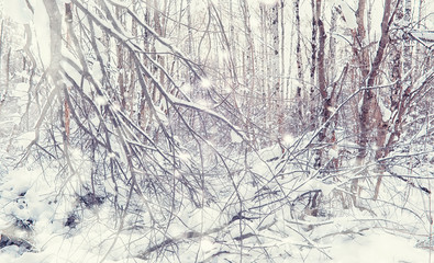 Winter forest landscape. Tall trees under snow cover. January frosty day in the park.