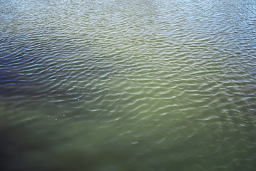 Bright spring greens at dawn in the forest. Nature comes to life in early spring.