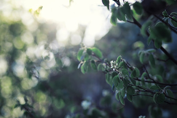 Bright spring greens at dawn in the forest. Nature comes to life in early spring.