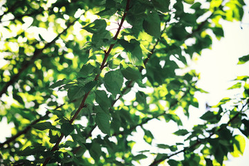 Bright spring greens at dawn in the forest. Nature comes to life in early spring.
